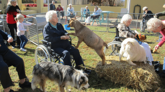 Petting Zoo at Burrangiri Aged Care Plus Respite Centre